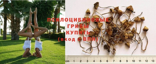 мяу мяу мука Новозыбков